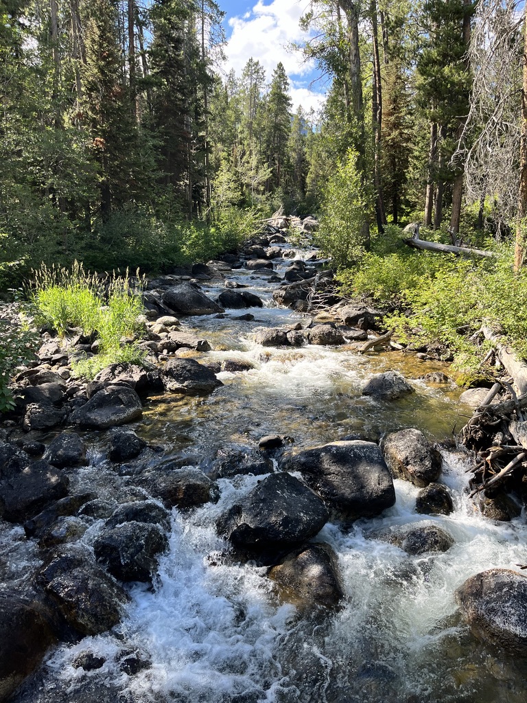 Stream in the Wyoming forest